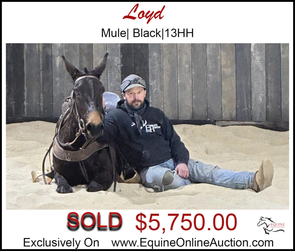 Loyd-John Mule, very cool