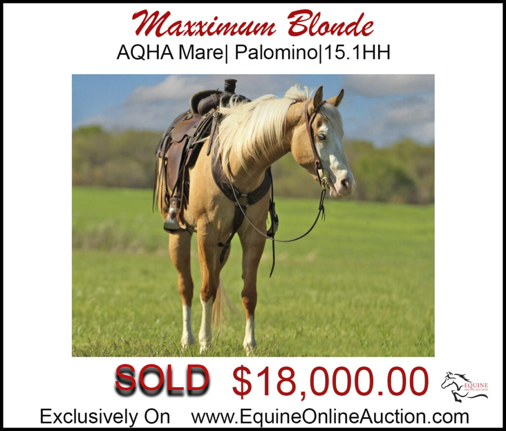 Maxximum Blonde- Reigning bred palomino registered mare