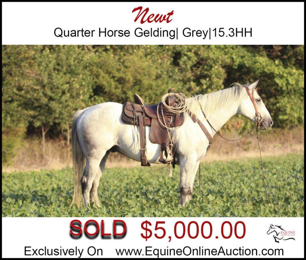 Newt- Flashy Grey Quarter horse