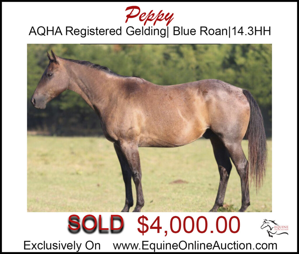 Peppy- AQHA registered ranch gelding, blue roan