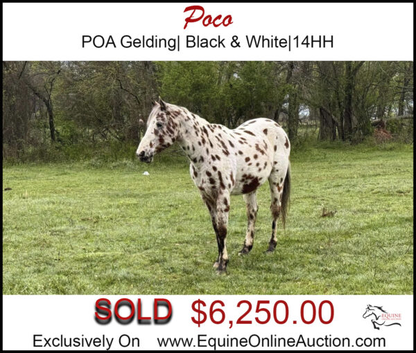 POCO-POA kid horse