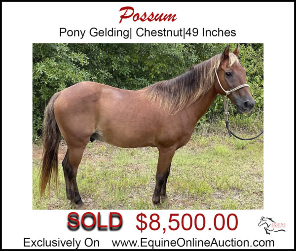 Possum- Chestnut, pony gelding