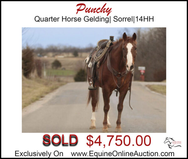 Punchy-Quarter horse Gelding