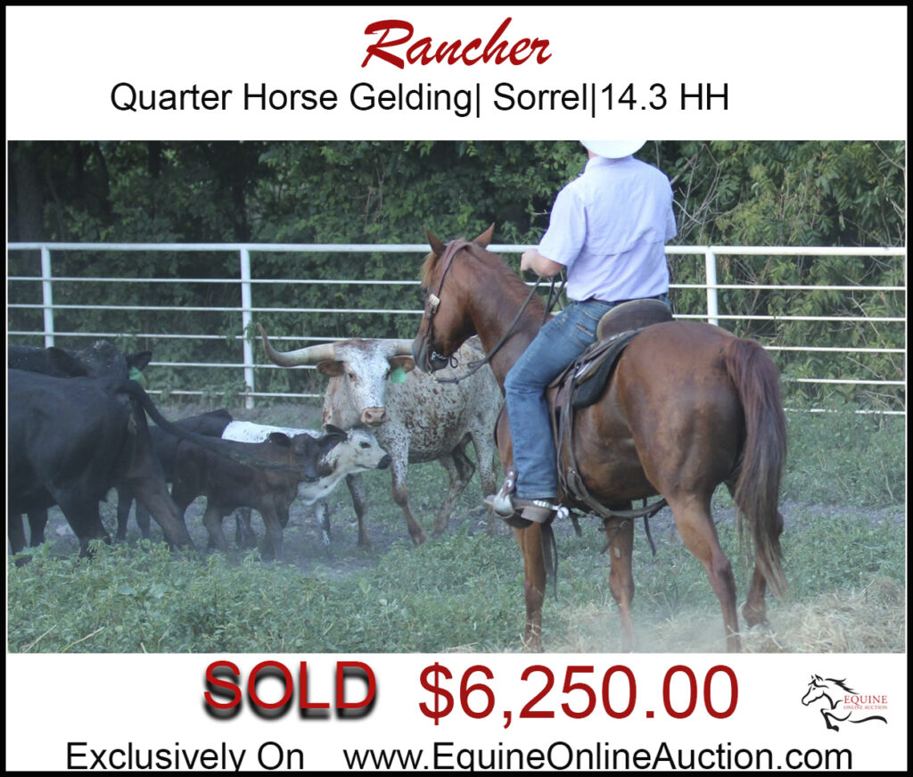 Rancher- quarter horse, working ranch horse