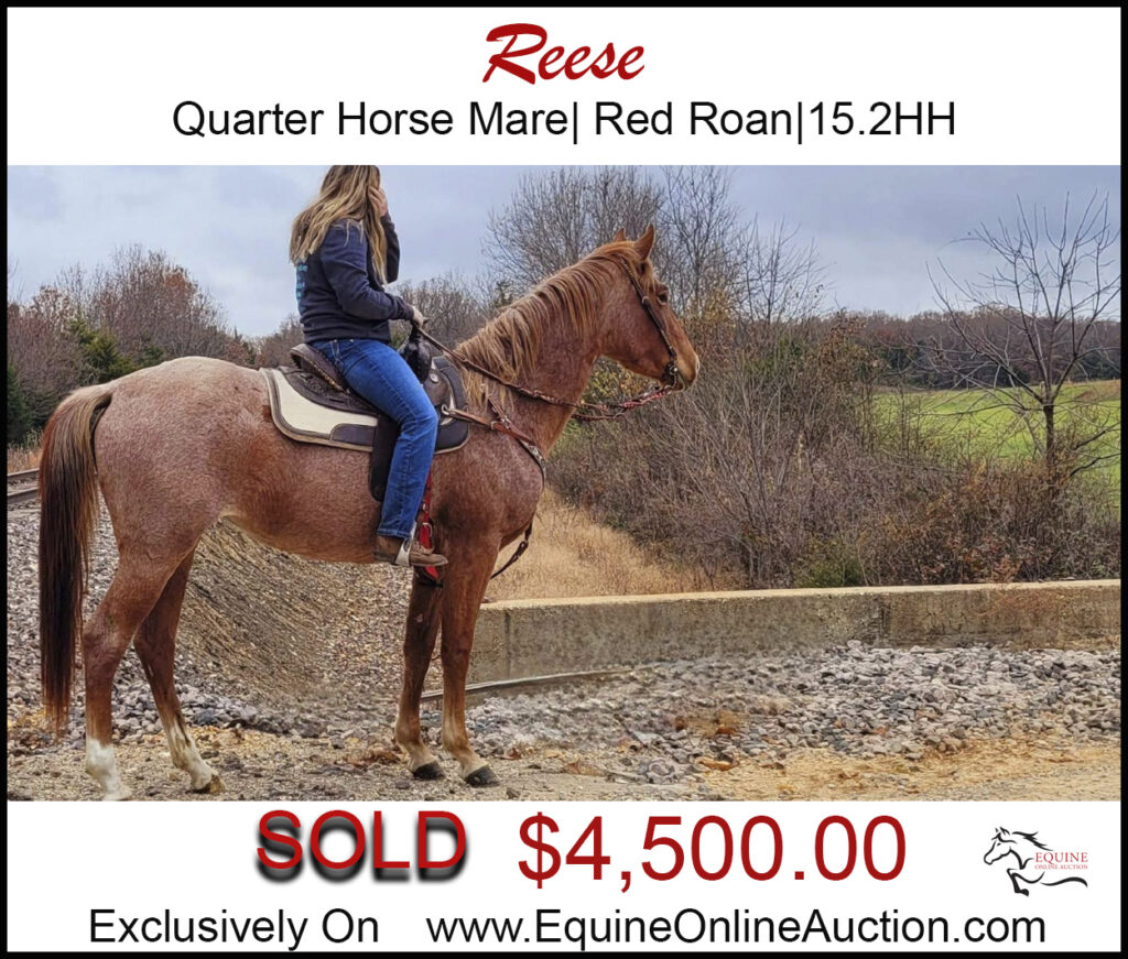 Reese- Red Roan gelding, Quarter horse