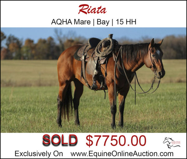 Riata - Quarter Horse Mare