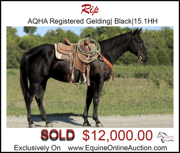 Rip- AQHA Registered ranch rope gelding