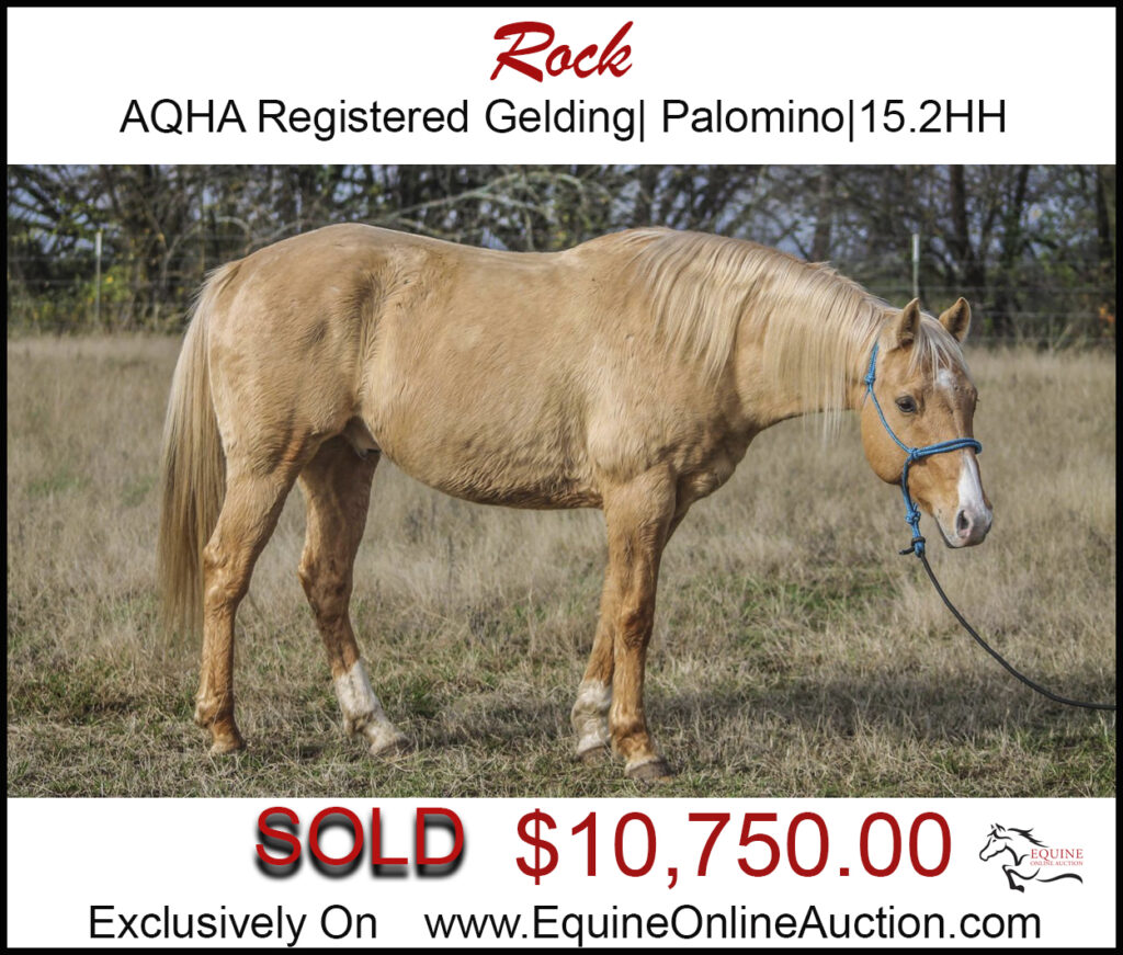 Rock-AQHA registered roping gelding