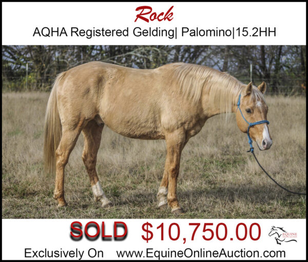 Rock-AQHA registered roping gelding