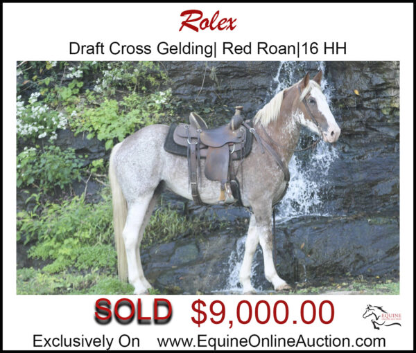 Rolex- Draft cross red roan gelding.