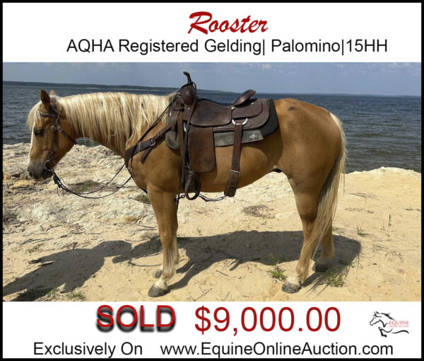 Rooster- All around fancy AQHA palomino gelding