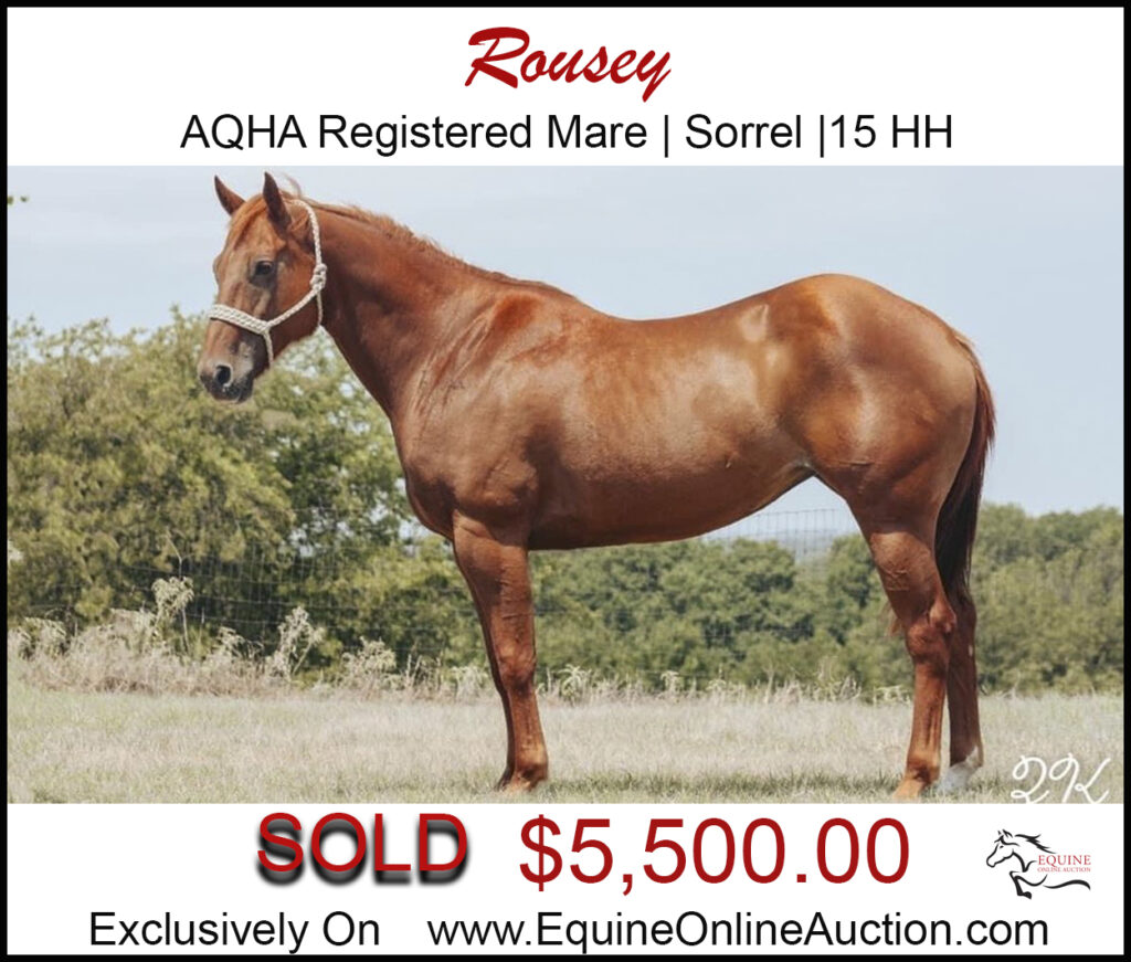 Rousey- Registered Quarter Horse Mare