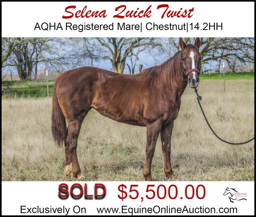 Selena Quick Twist- AQHA Registered Chestnut mare