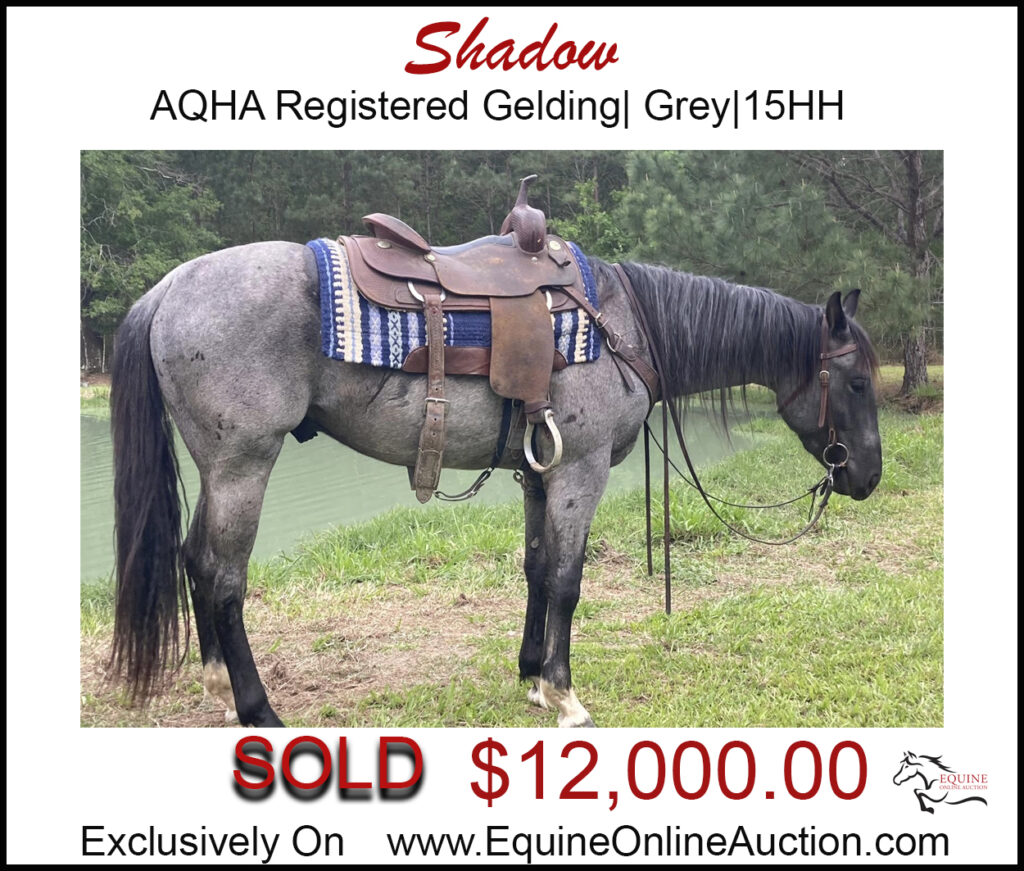 Shadow- Gorgeous Grey family gelding