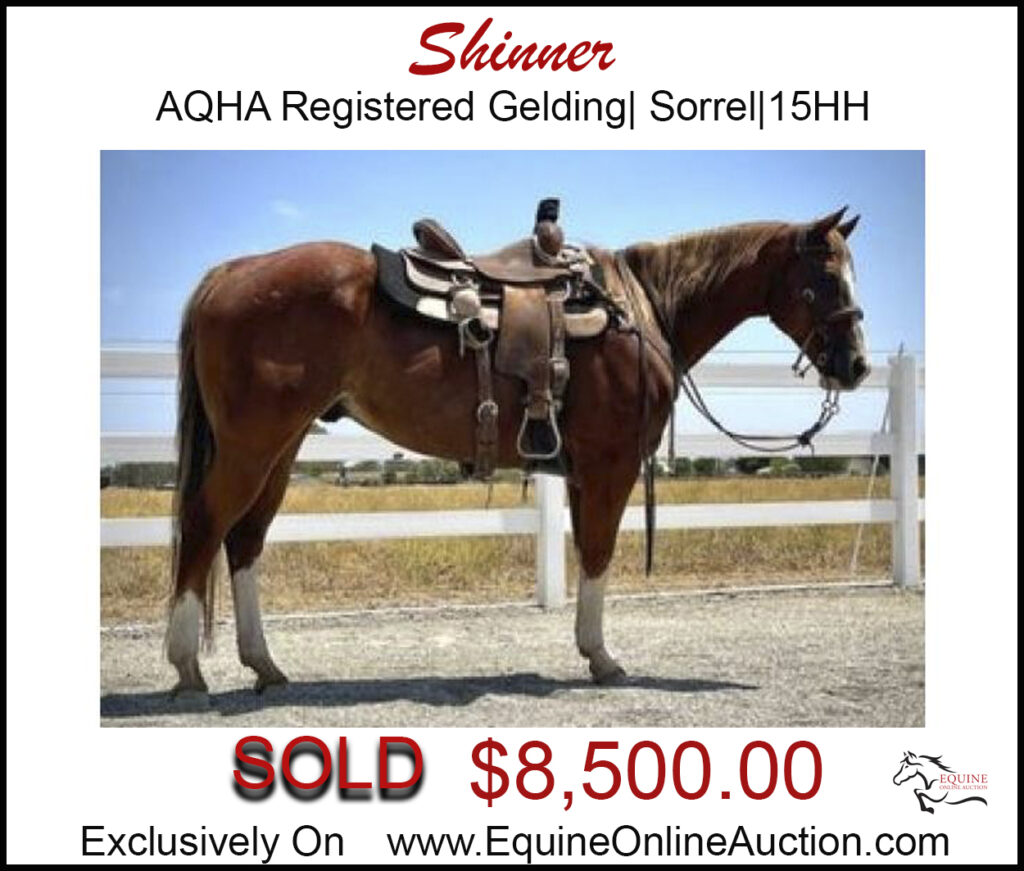 Shinner- AQHA Registered Rope horse