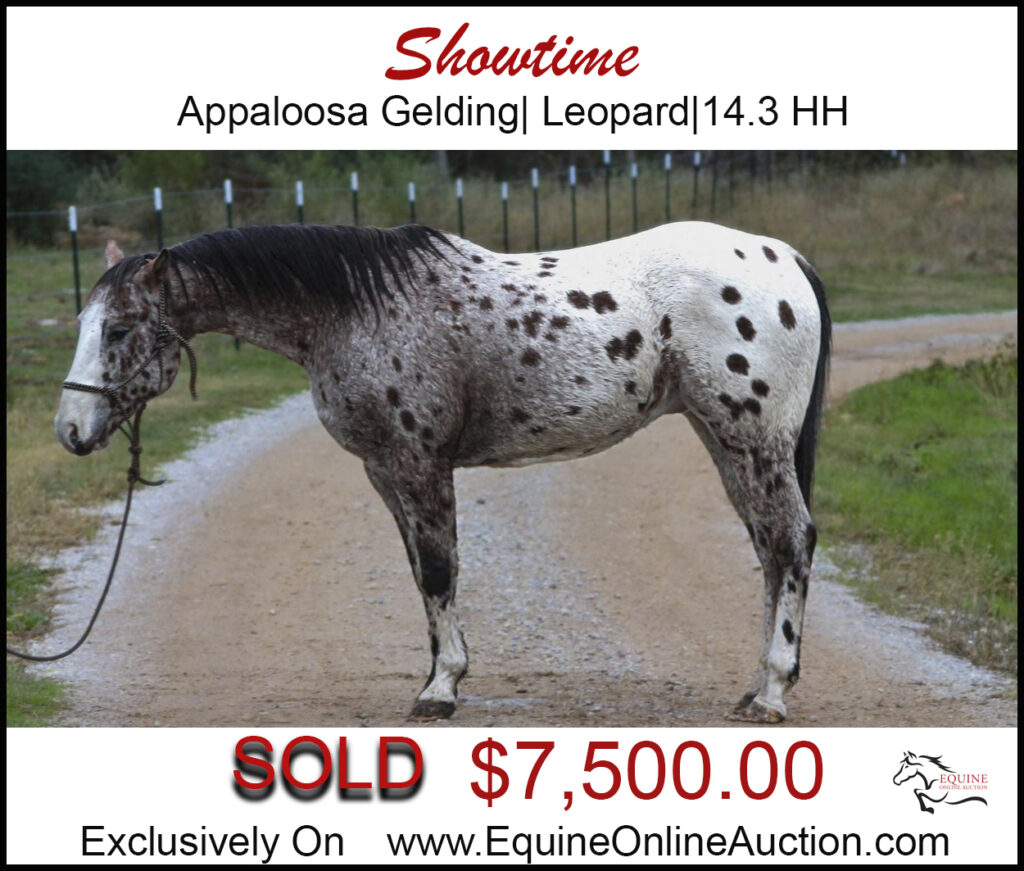 Showtime-Leopard Appaloosa Gelding.