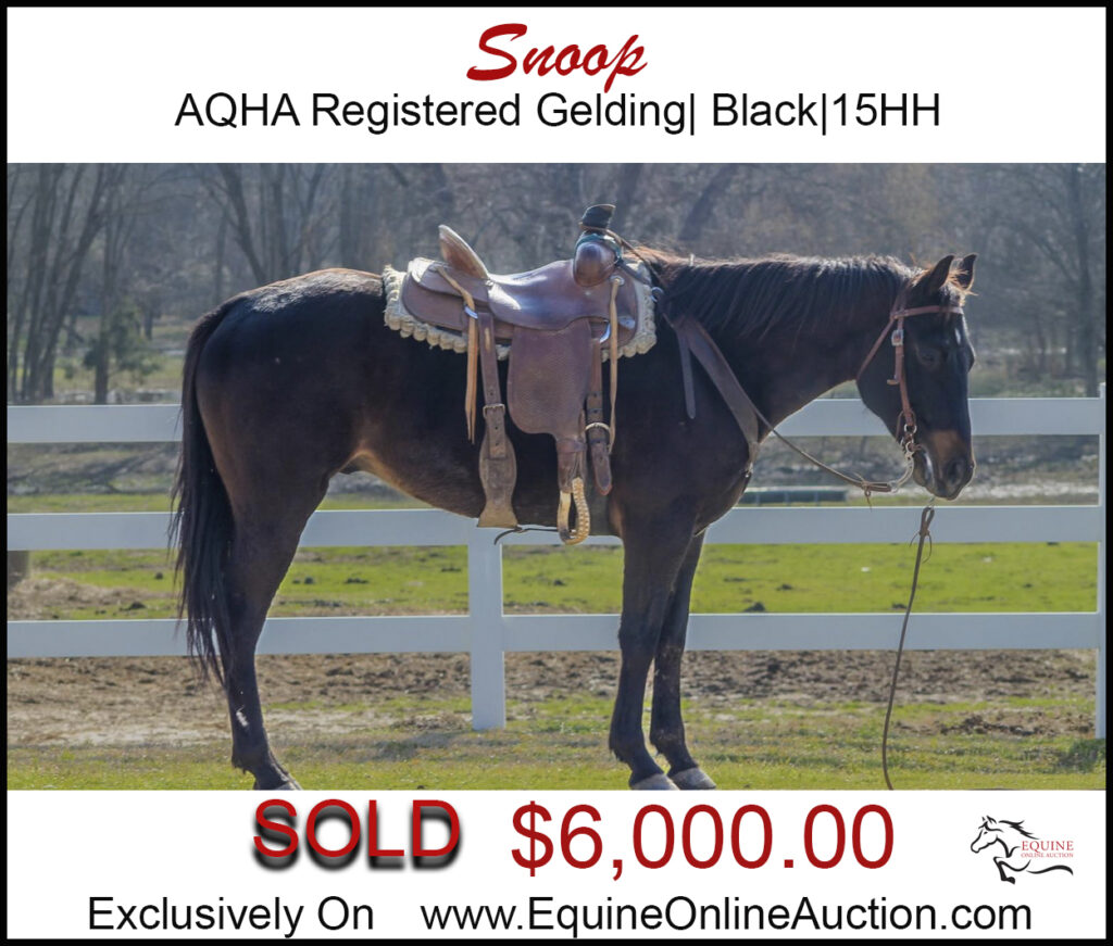 Snow- AQHA registered ranch horse