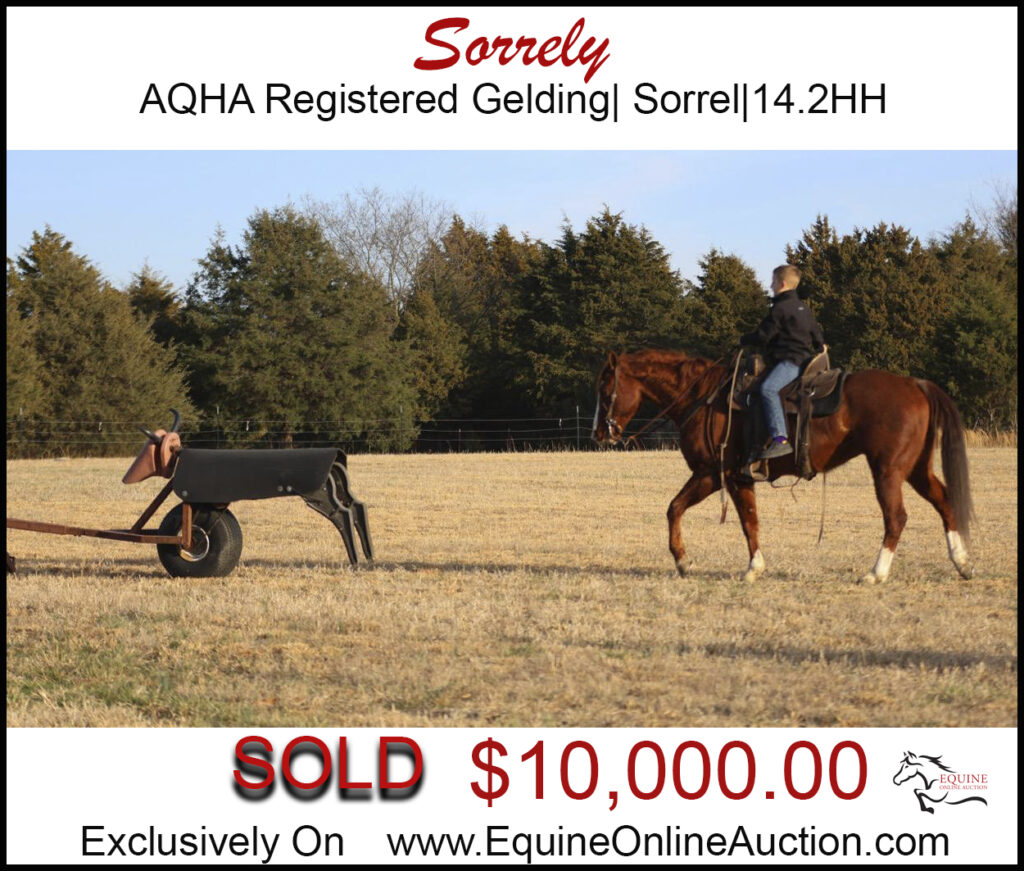 Sorrely- AQHA registered rope gelding great for kids/adults.