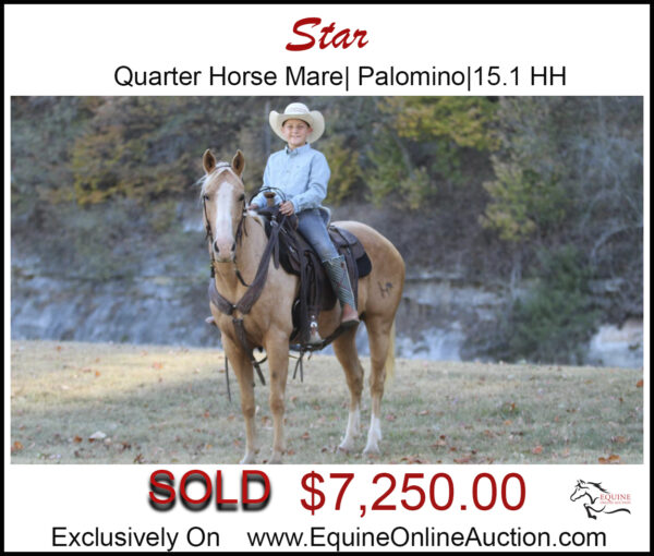 Star-Quarter Horse- palomino mare