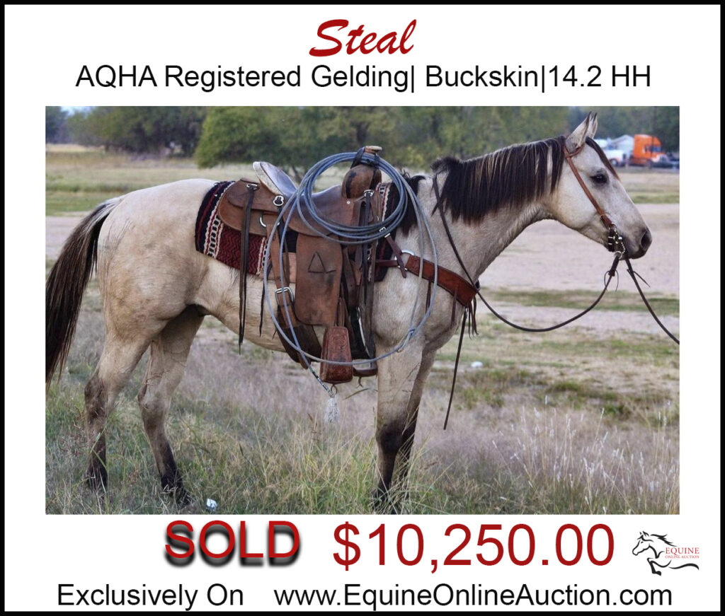 Steal- Registered AQHA gelding with beautiful buskin color