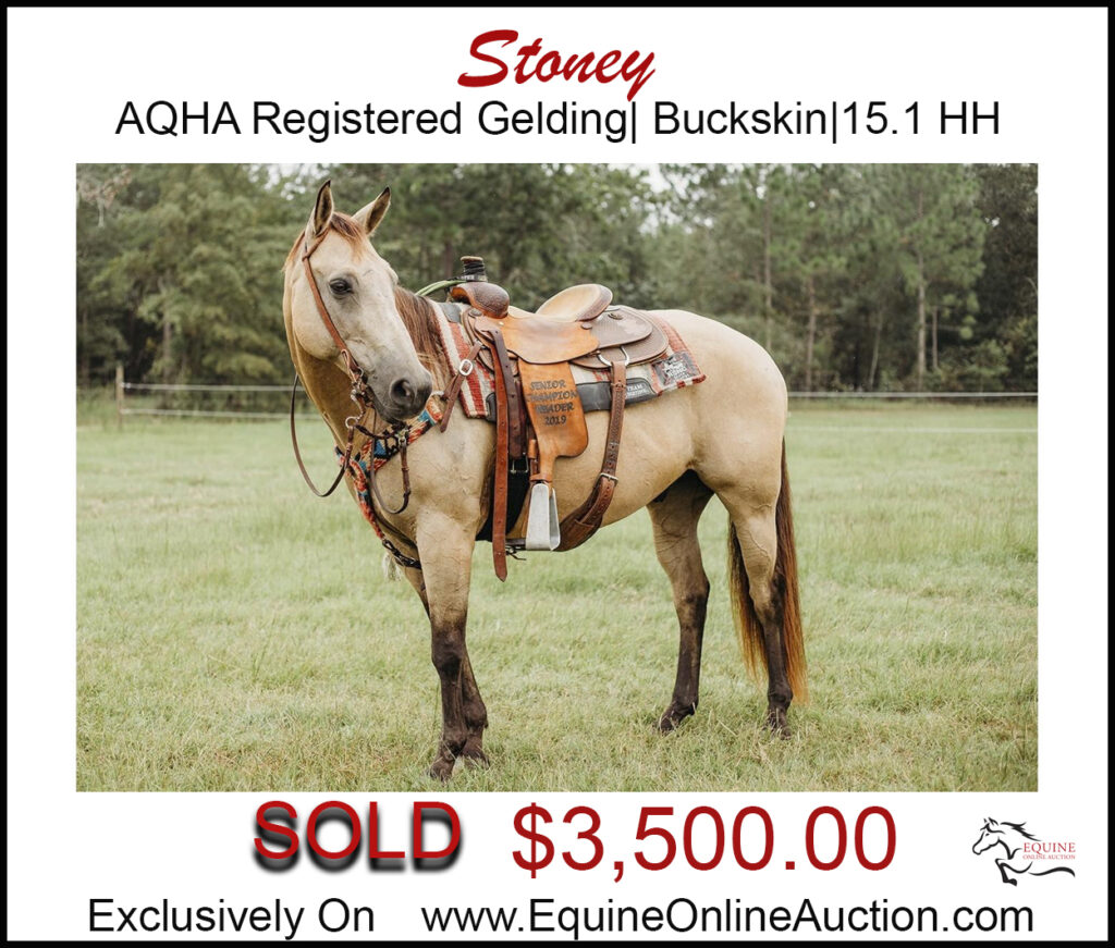 Stoney-AQHA Buckskin family gelding.