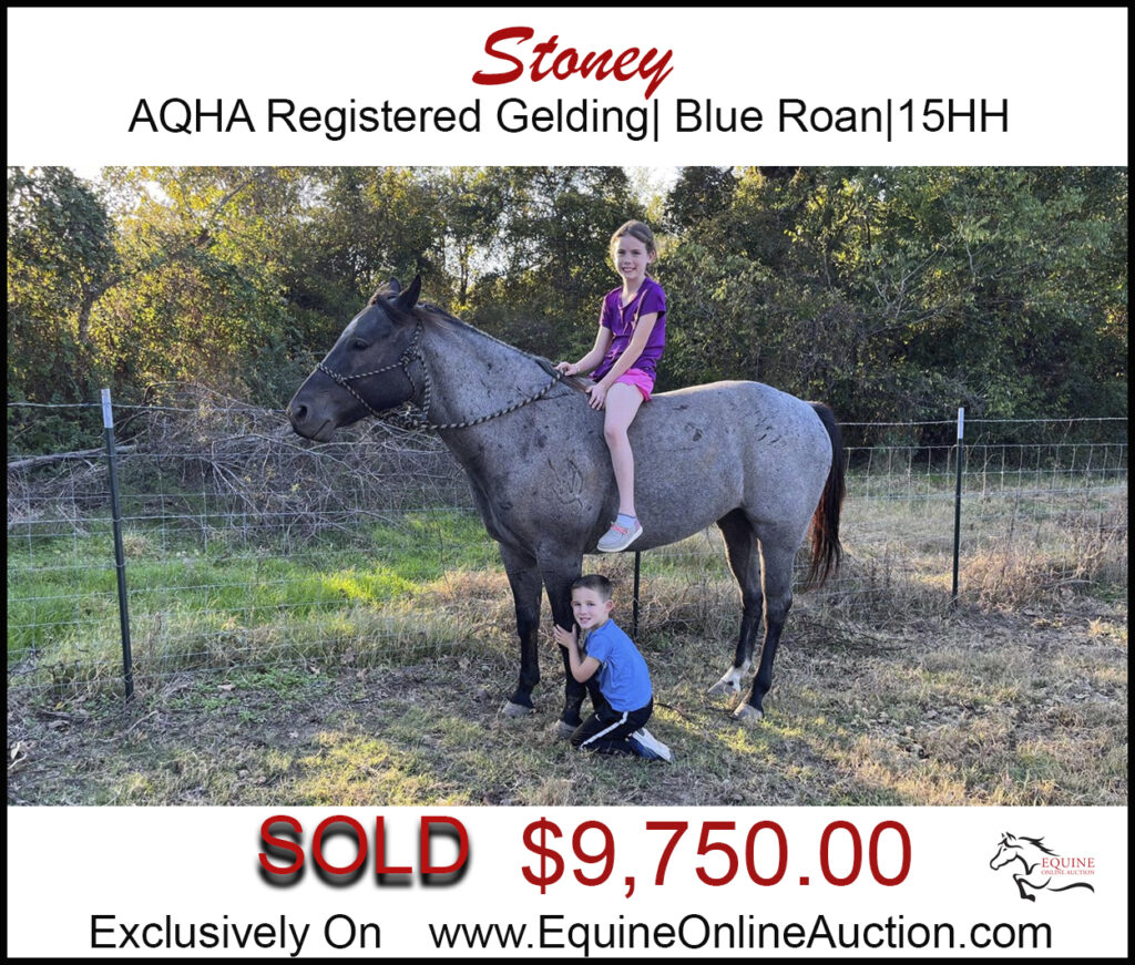 Stoney-Family blue roan gelding