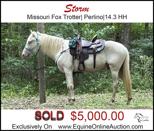 Storm- Registered Missouri Fox Trotter, Perkins Gelding.