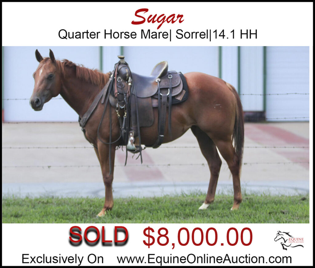 Sugar- Nice family horse, Quarter horse mare