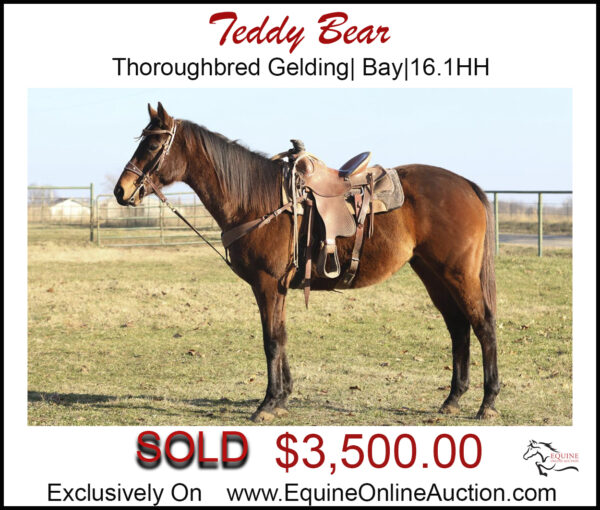 Teddy Bear -Thoroughbred Gelding