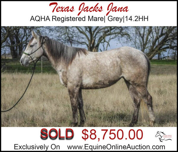 Texas Jacks Jana- AQHA registered grey roping mare.