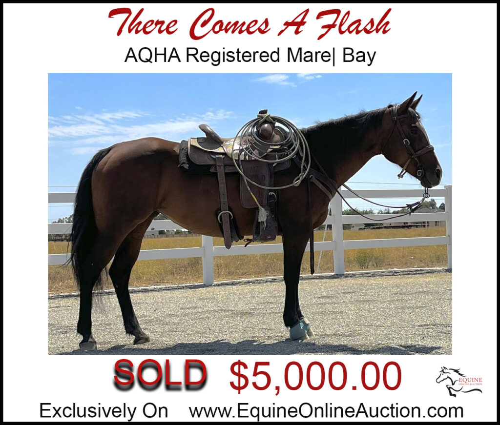 Nice AQHA Mare