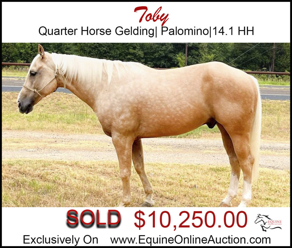 Toby- Very nice quarter horse gelding.