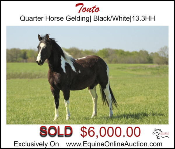 Tonto- Black/white quarter horse gelding, perfect for kids