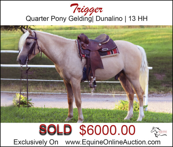 Trigger - Quarter horse pony