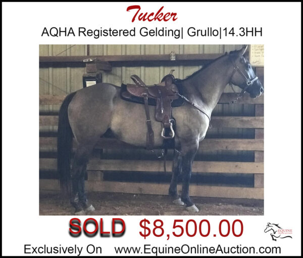 Tucker- AQHA gelding,grullo