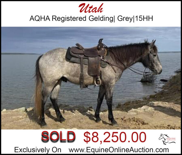 Utah- AQHA Registered grey gelding.