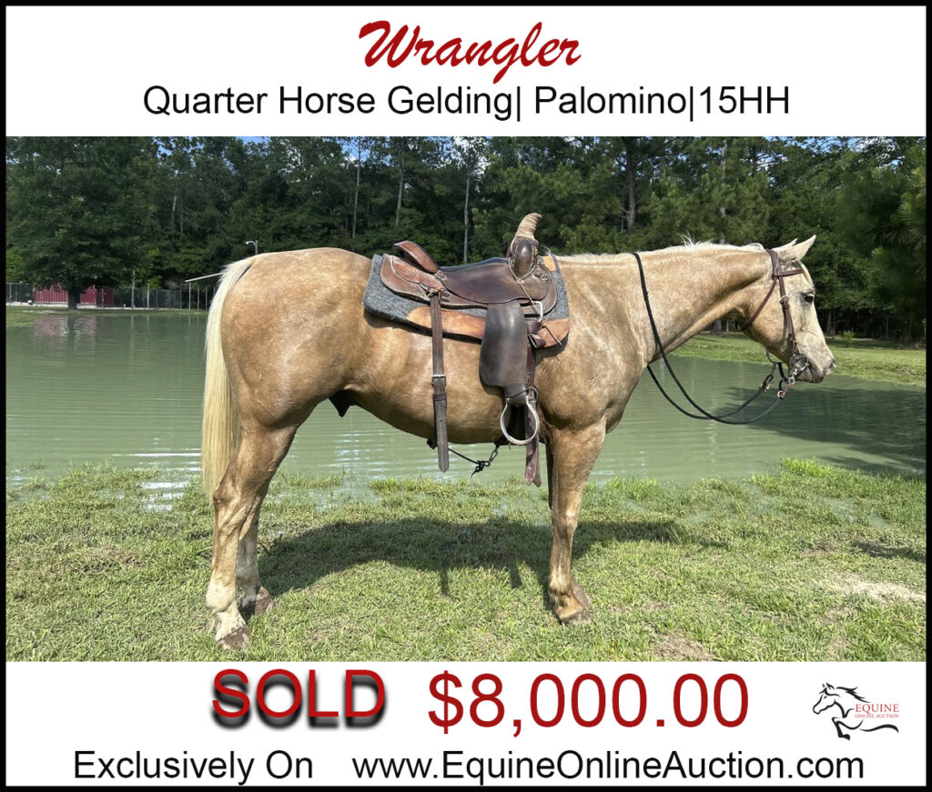 Wrangler- Quarter Horse palomino, gelding