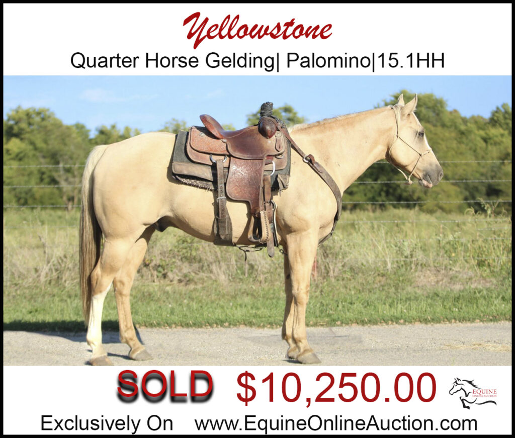 Yellowstone-Palomino,roping horse