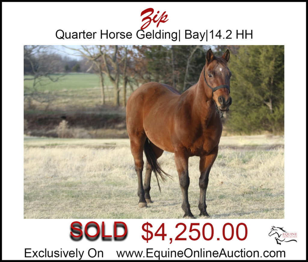 Zip-Bay Quarter horse, great for entire family.