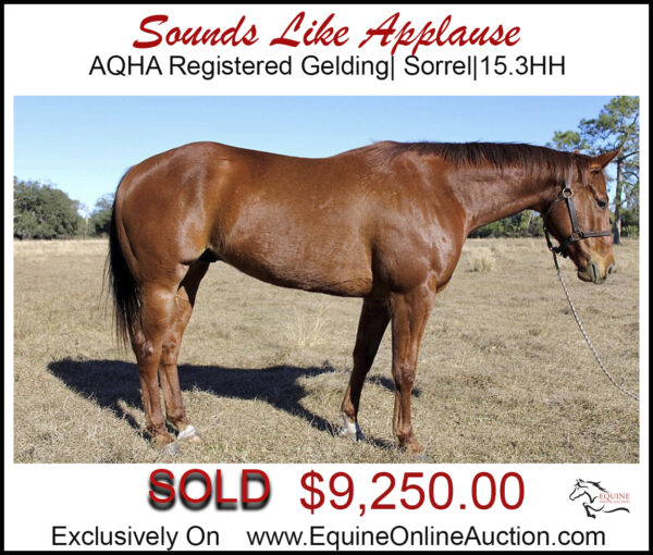 Sounds Like Applause- AQHA Registered Gelding.