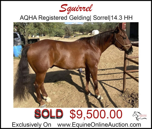 Squirrel- AQHA sorrel roping gelding.