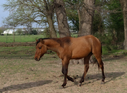 Jessie, Dun Foundation stud