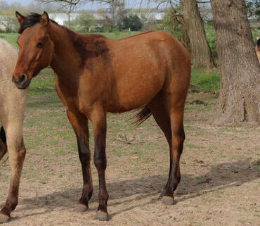Dun stud Quarter Horse