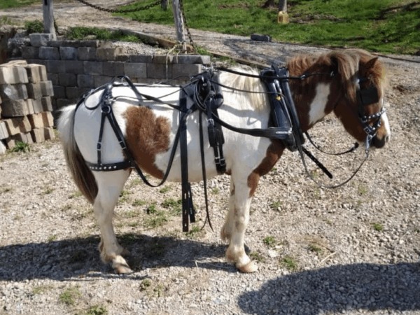 Sorrel & White paint pony