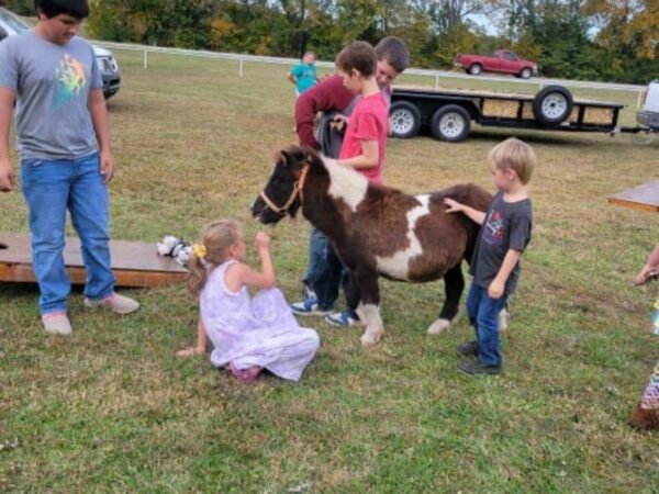 Black and white pony
