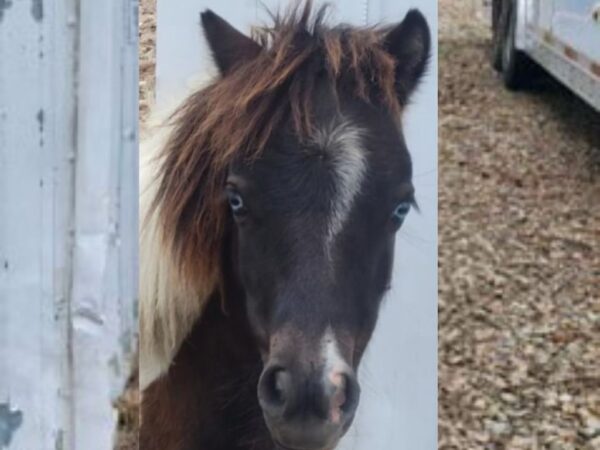 beautiful black and white pony with blue eyes