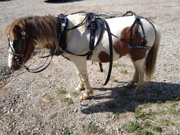 Sorrel & White paint pony