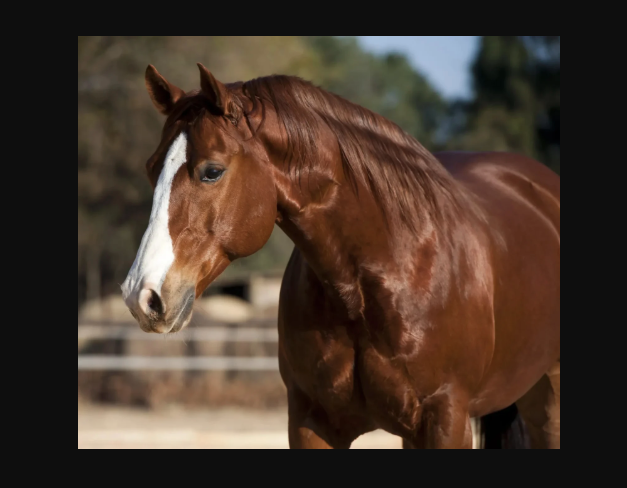 Quarter Horse