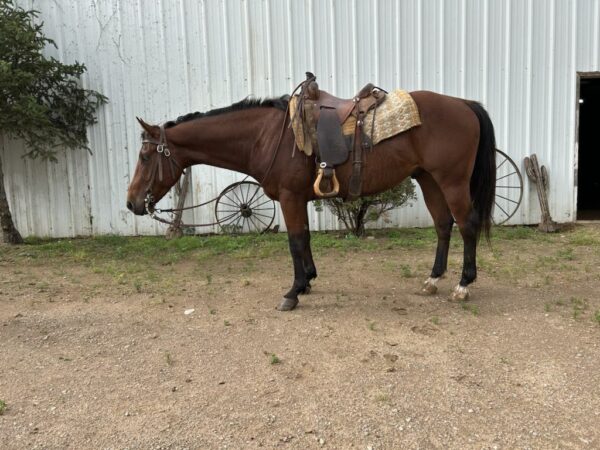 Horse
