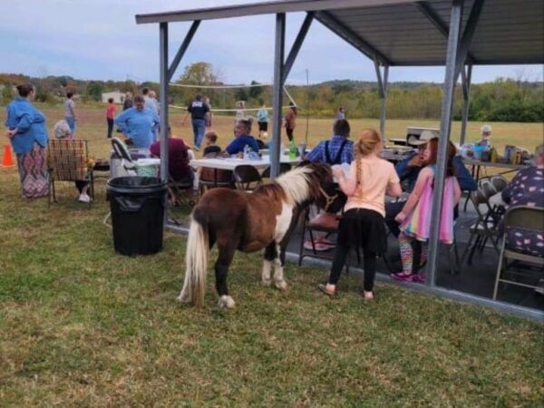 Party pony at gathering with kids